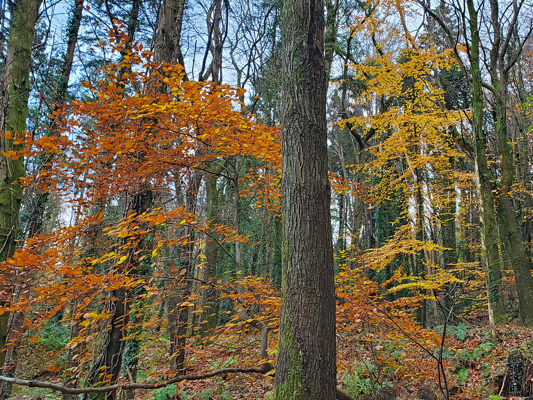 Autumnal beech leaves