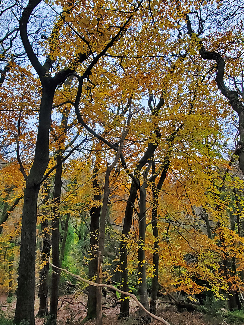 Orange-yellow leaves