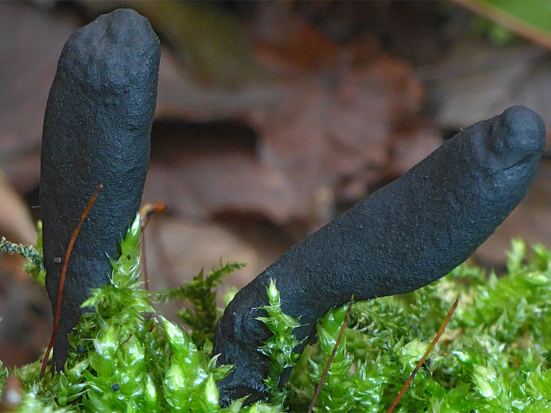 Dead mans fingers