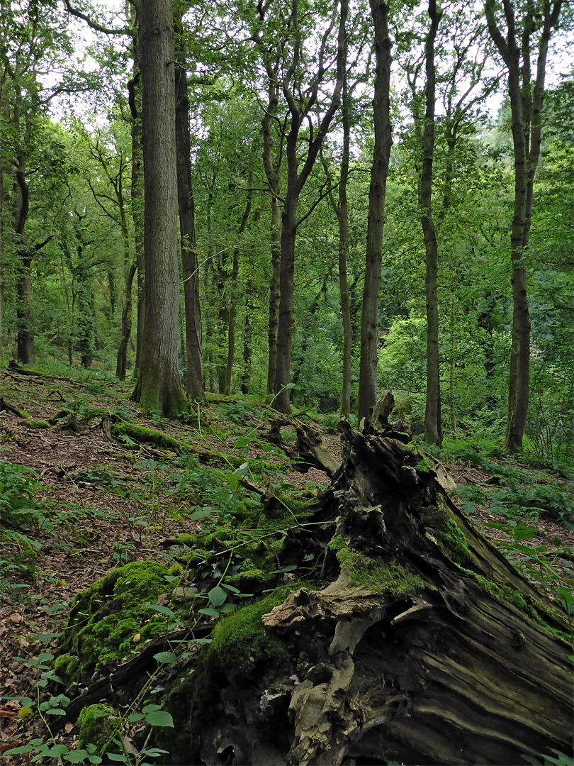 Dead tree