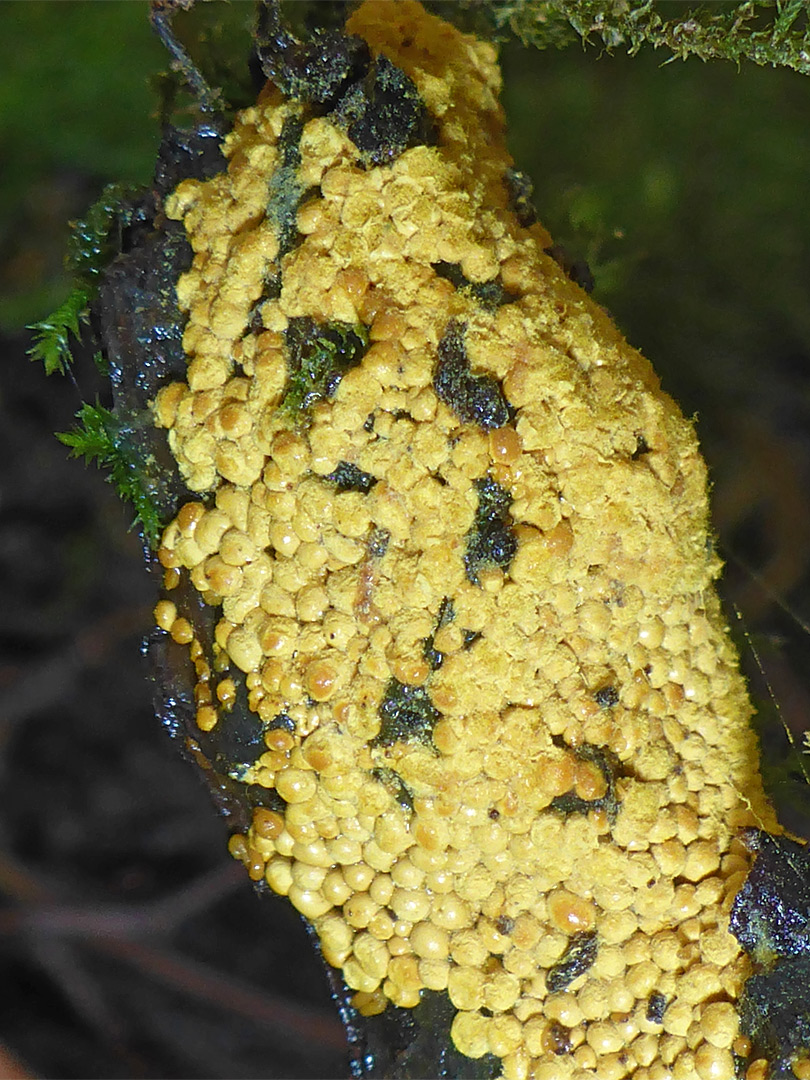 Insect egg slime