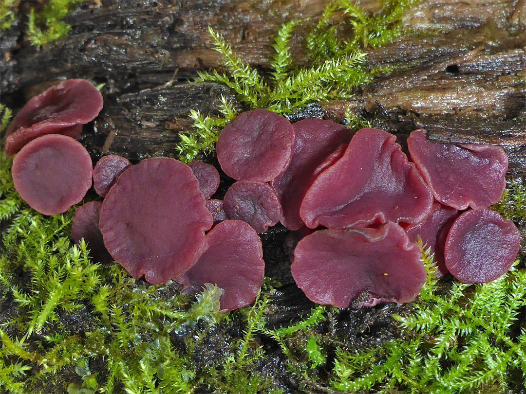 Purple jellydisc