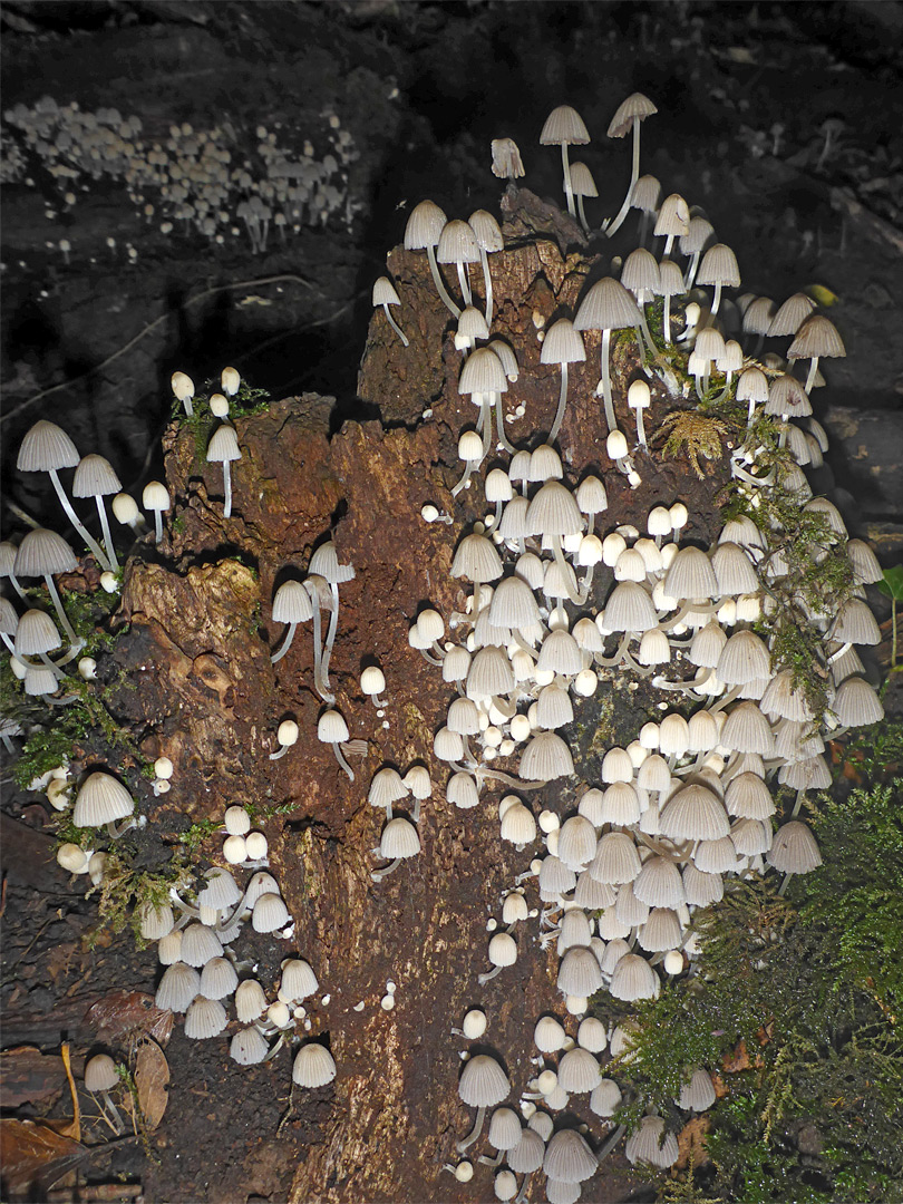 Fairy inkcaps