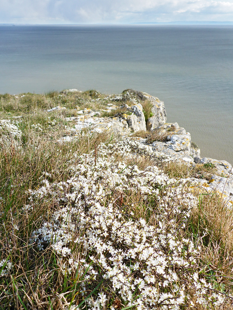 Blackthorn flowers