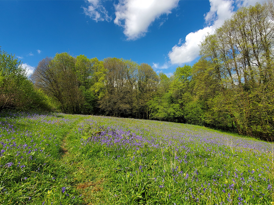 Field with bluebells