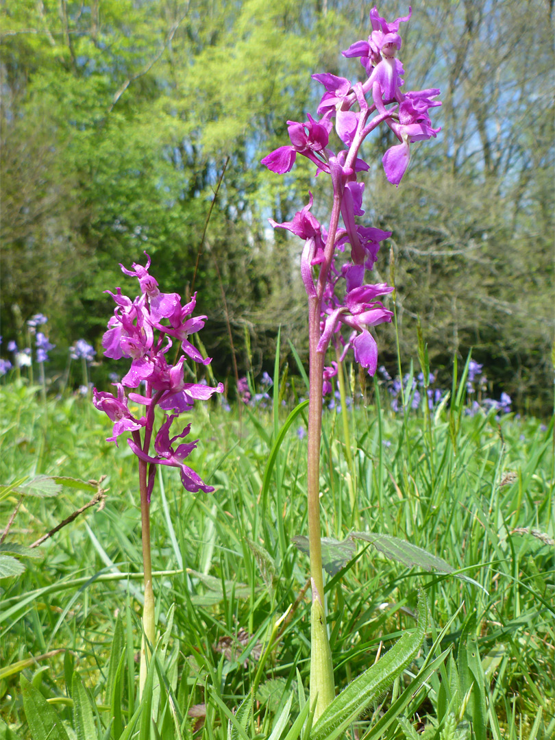 Orchids in a meadow