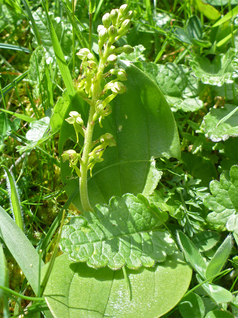 Common twayblade