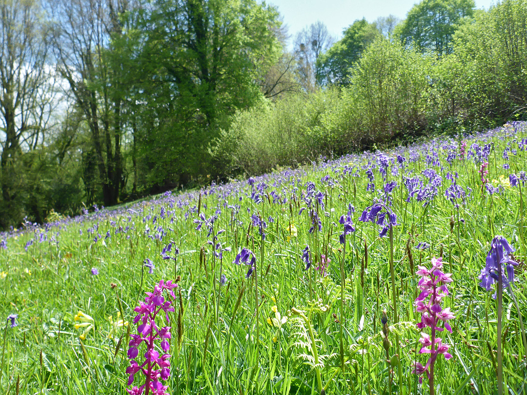 Bluebells and orchids