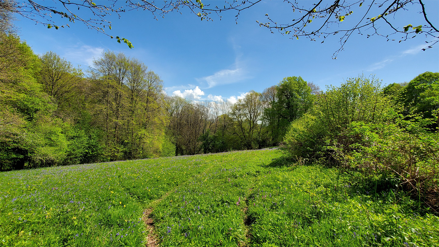 Trees and meadow