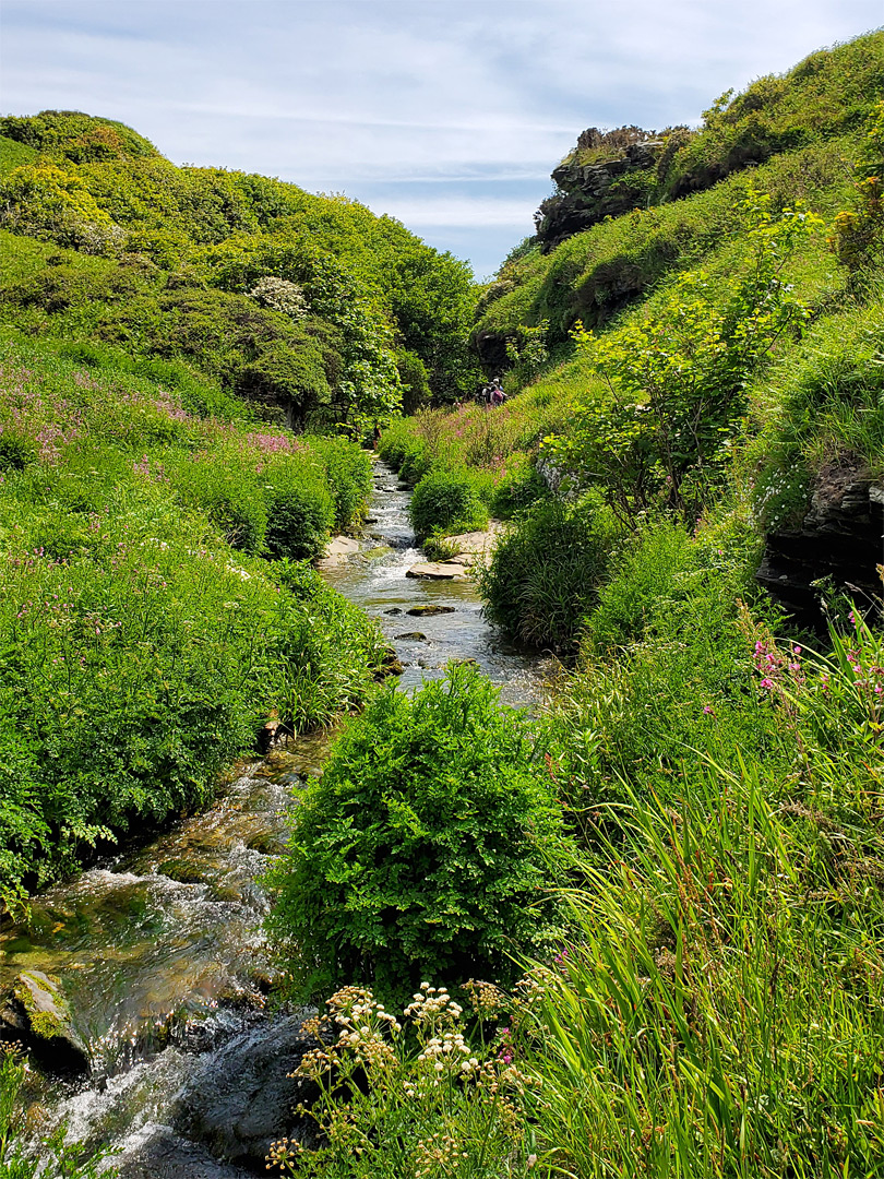 Bushes by the river