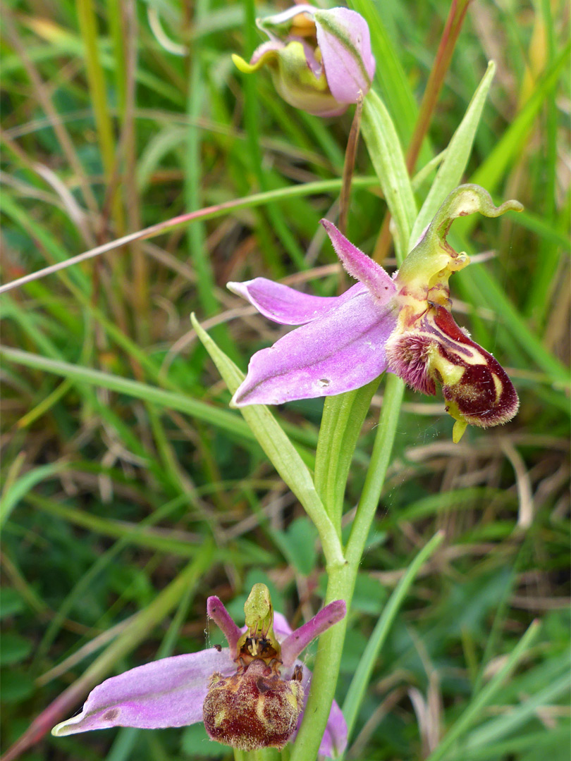 Bee orchid