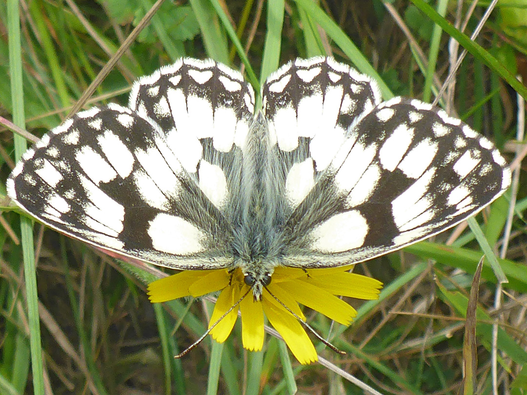 Marbled white