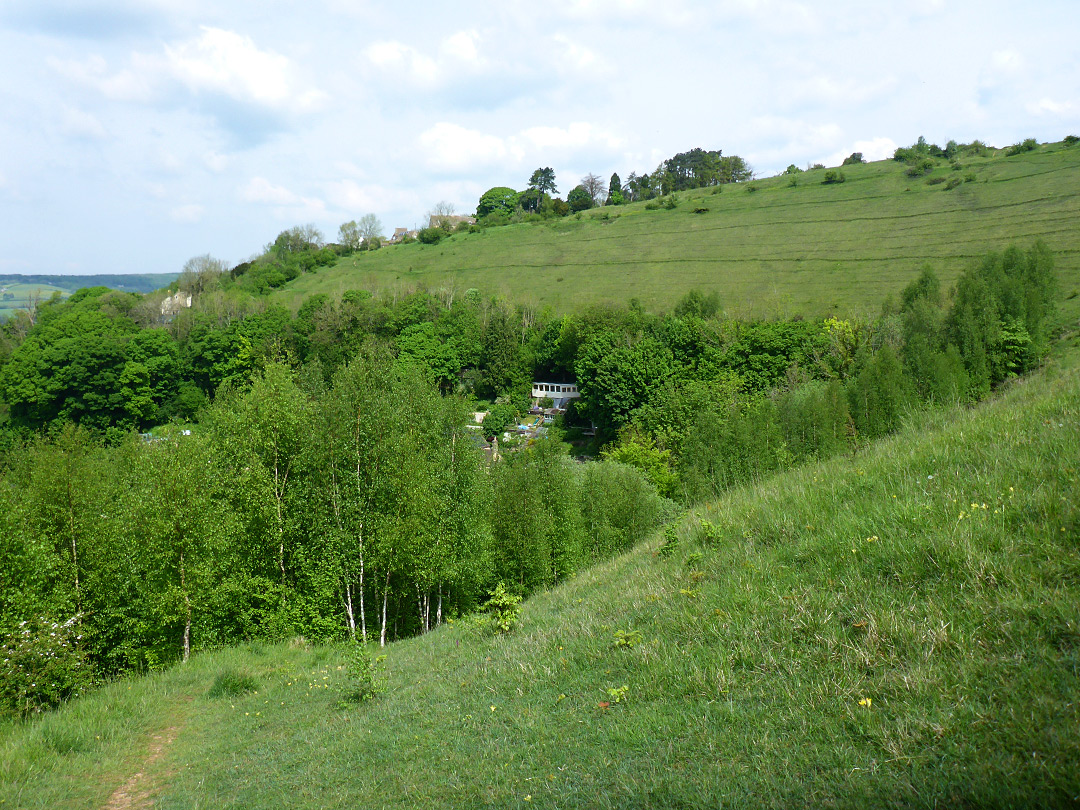 Trees and grassland