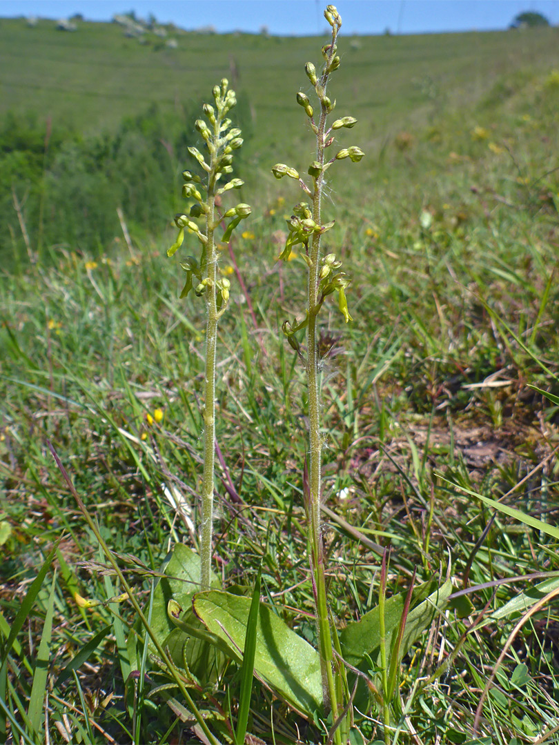 Common twayblade