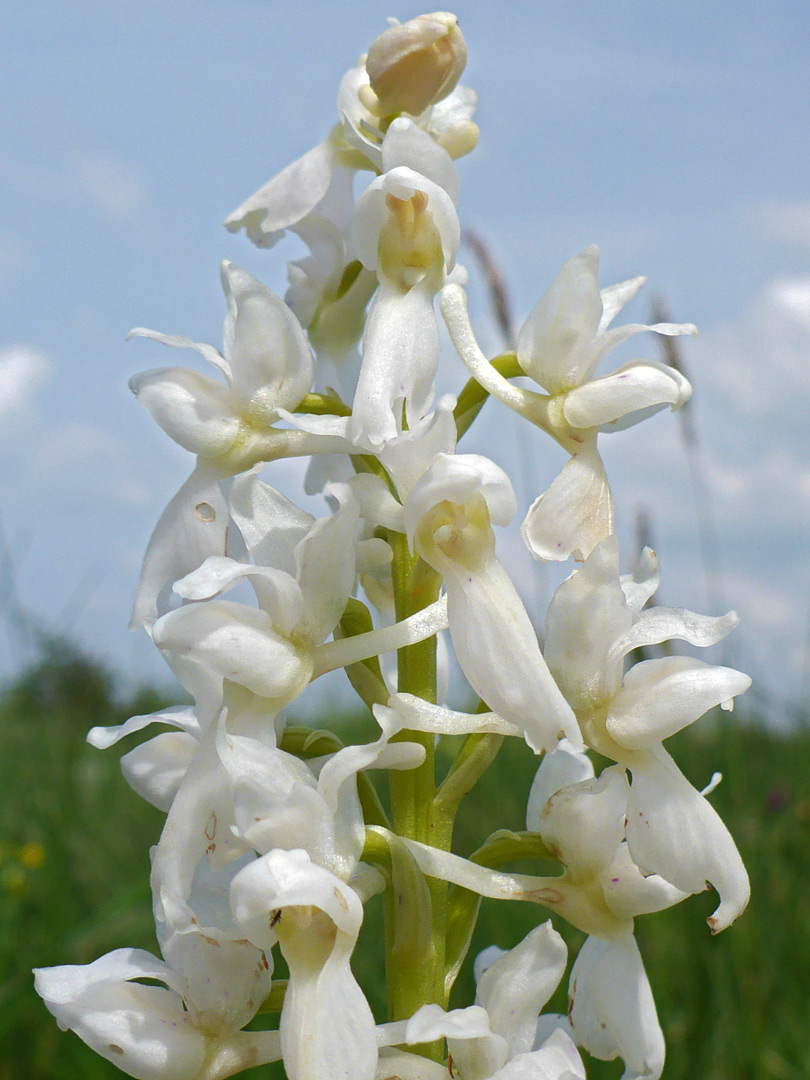 White orchid