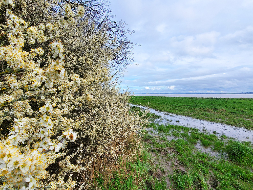 Blackthorn