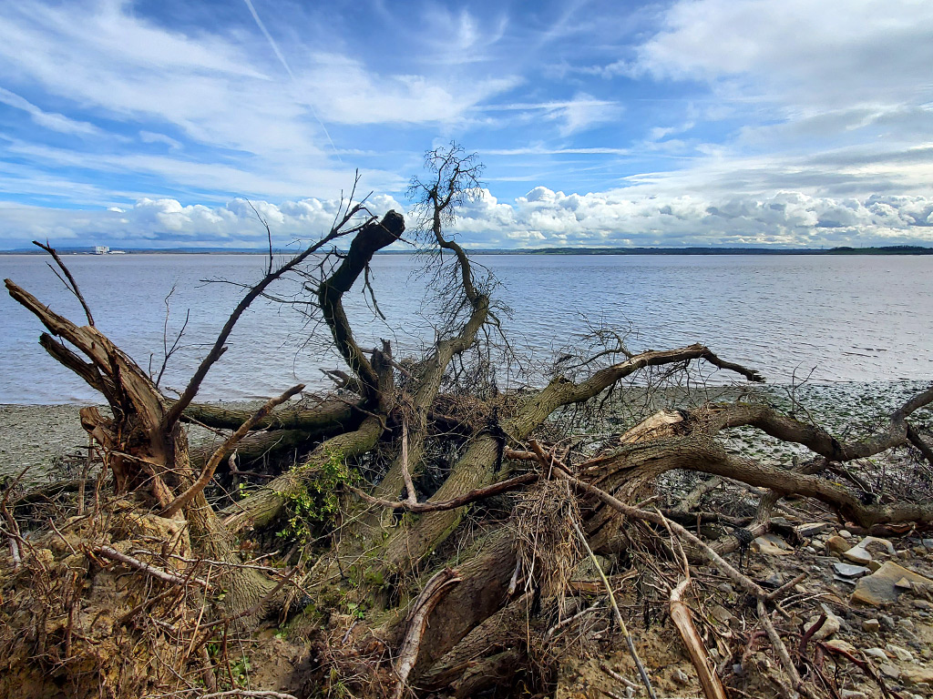 Fallen tree