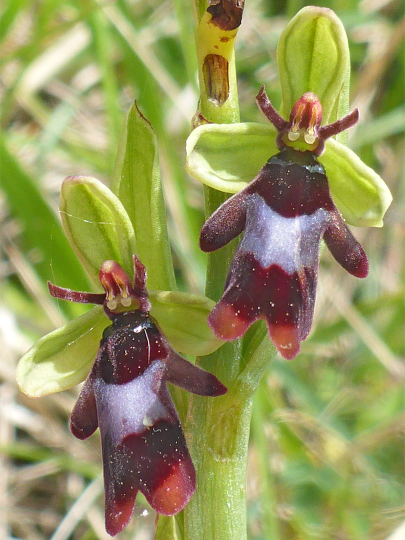 Two flowers