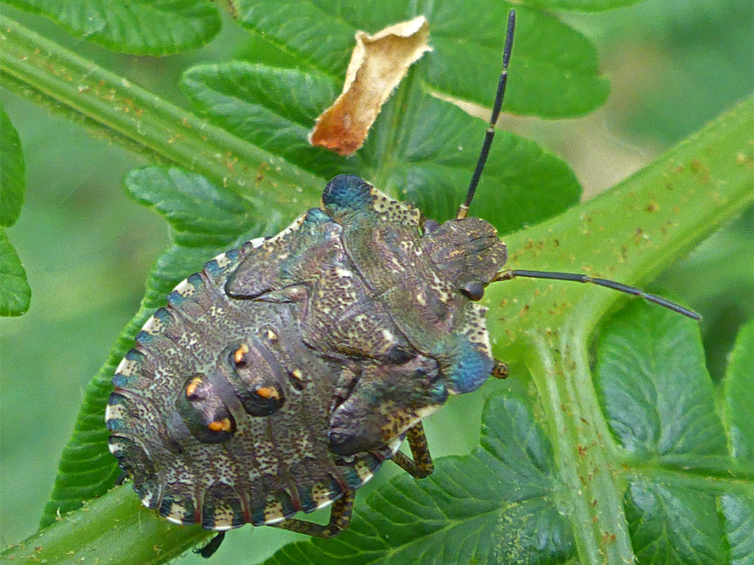 Forest bug