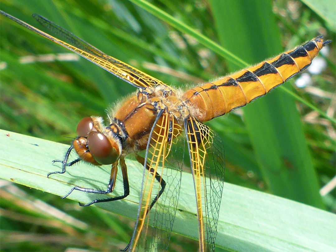 Scarce chaser