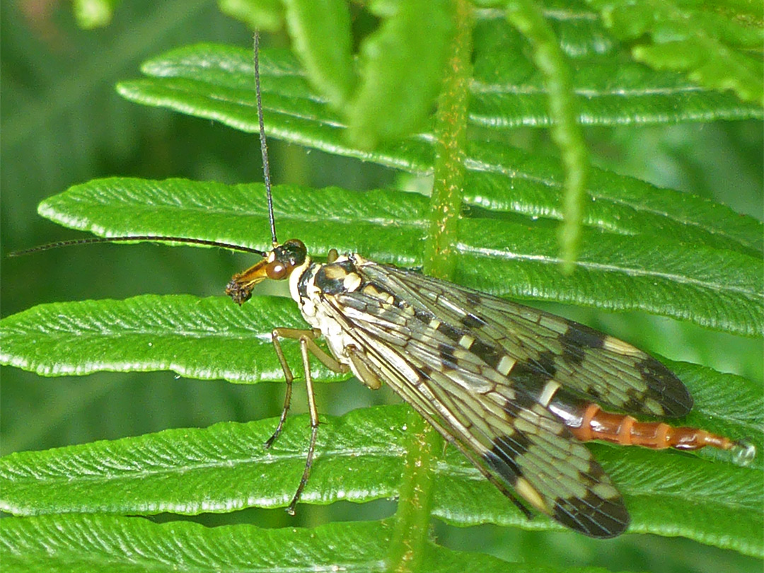 Scorpion fly