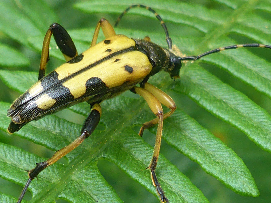 Spotted longhorn beetle