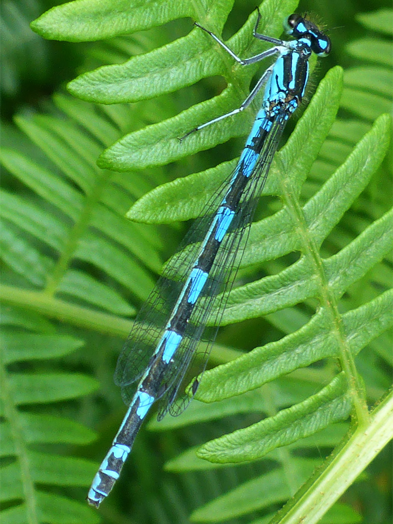 Variable damselfly