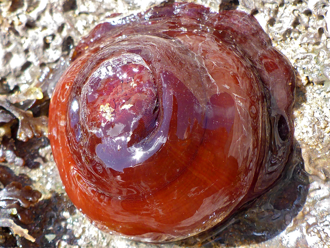 Beadlet anemone