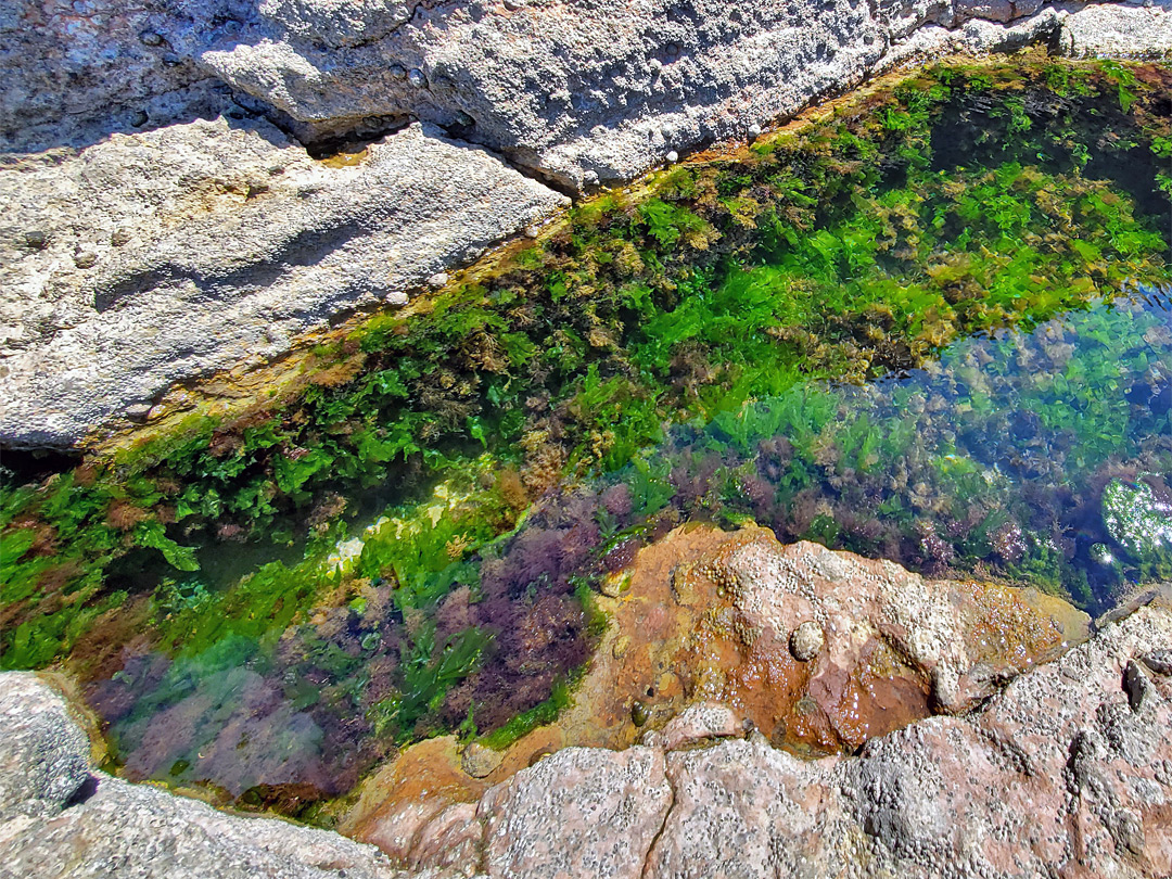 Green seaweed