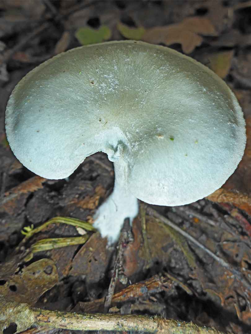 Aniseed funnel