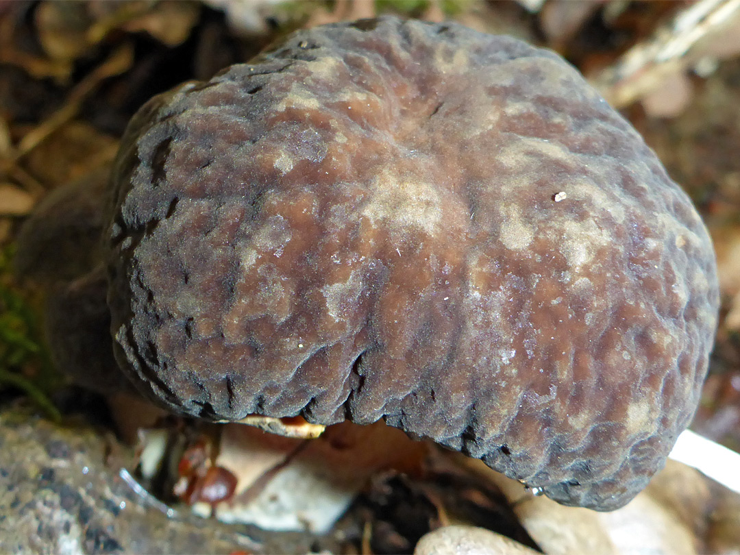 Bolete