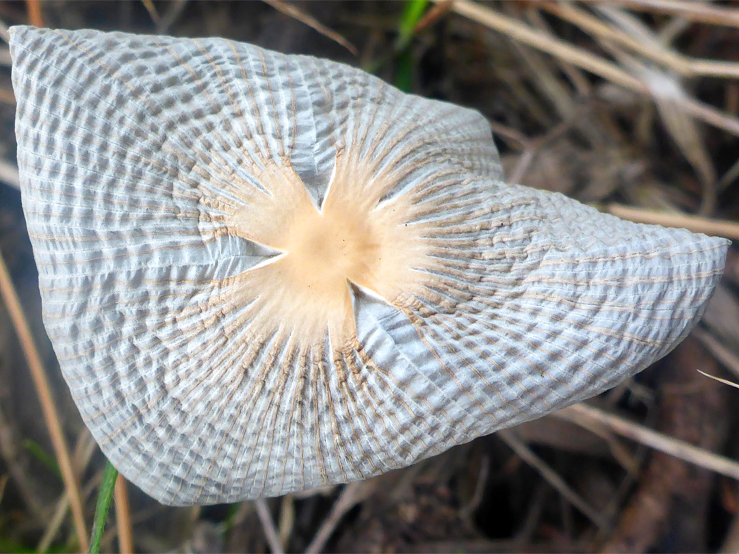 Pleated inkcap