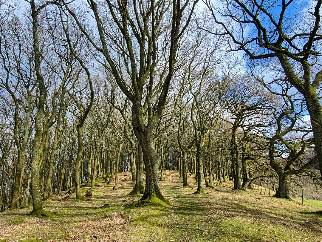 Leafless trees