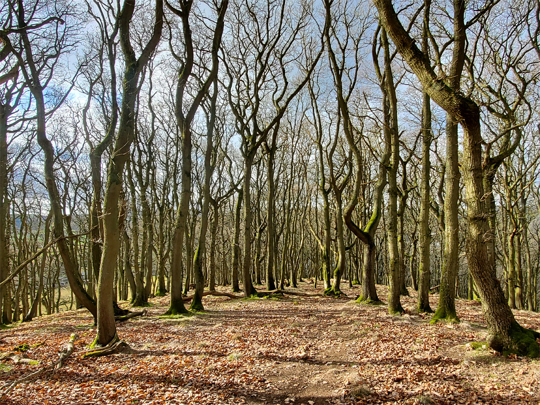 Light woodland