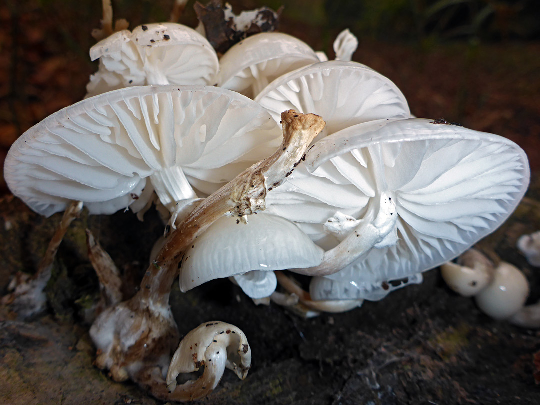 Porcelain fungus