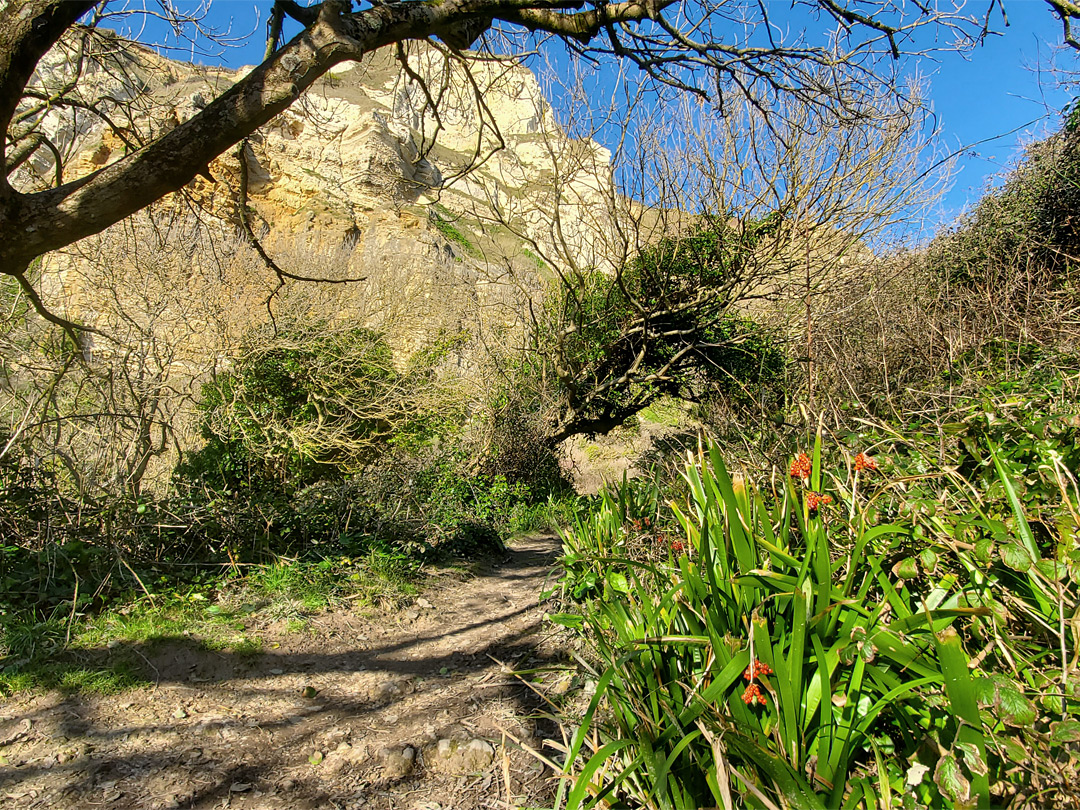 Path through the undercliffs