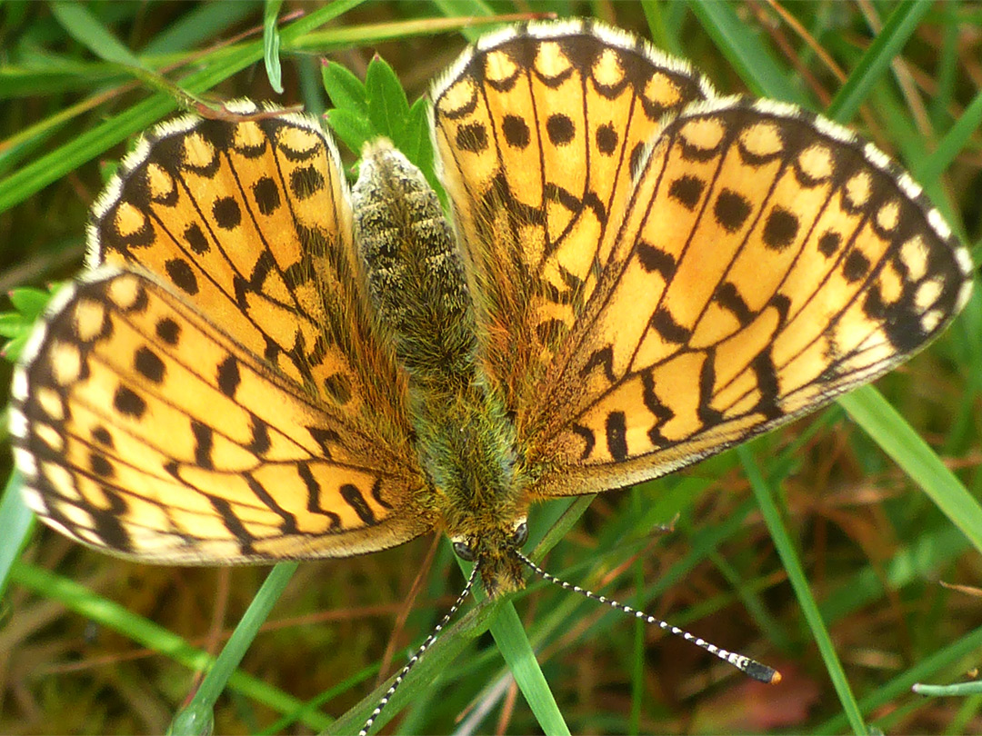 Small pearl-bordered fritillary