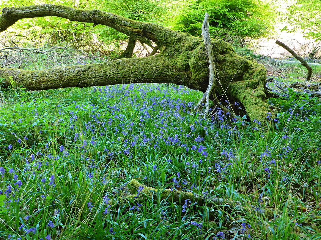 Bluebells