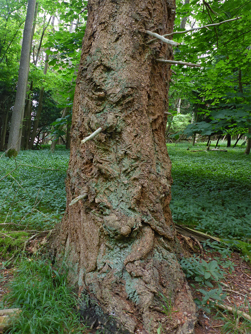 Tree trunk