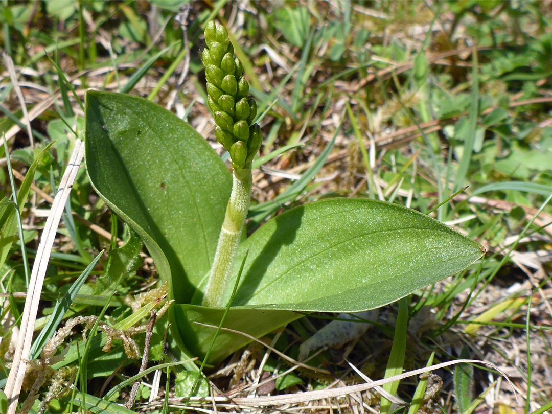 Common twayblade