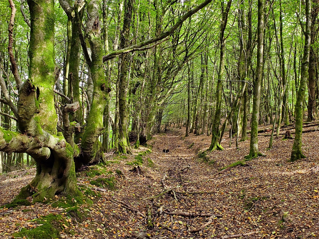 Woodland track