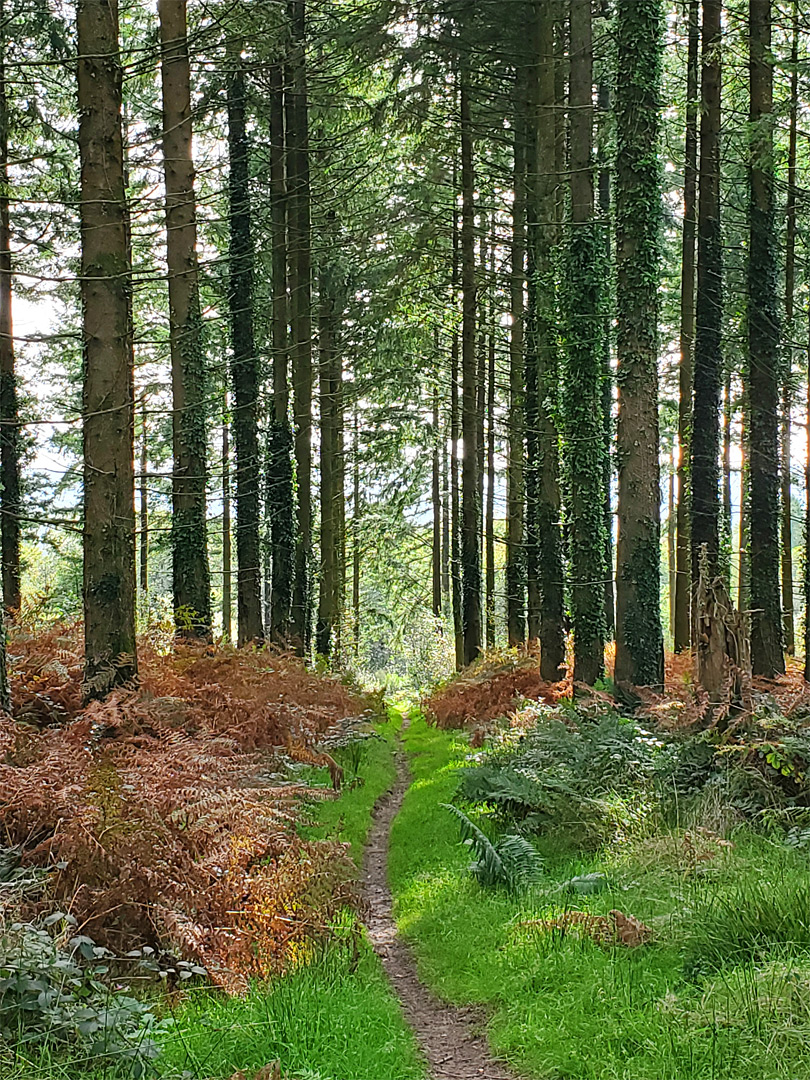 Path through conifers