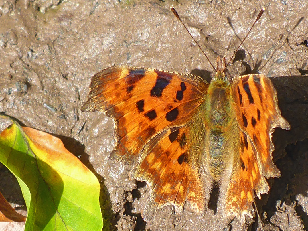 European comma