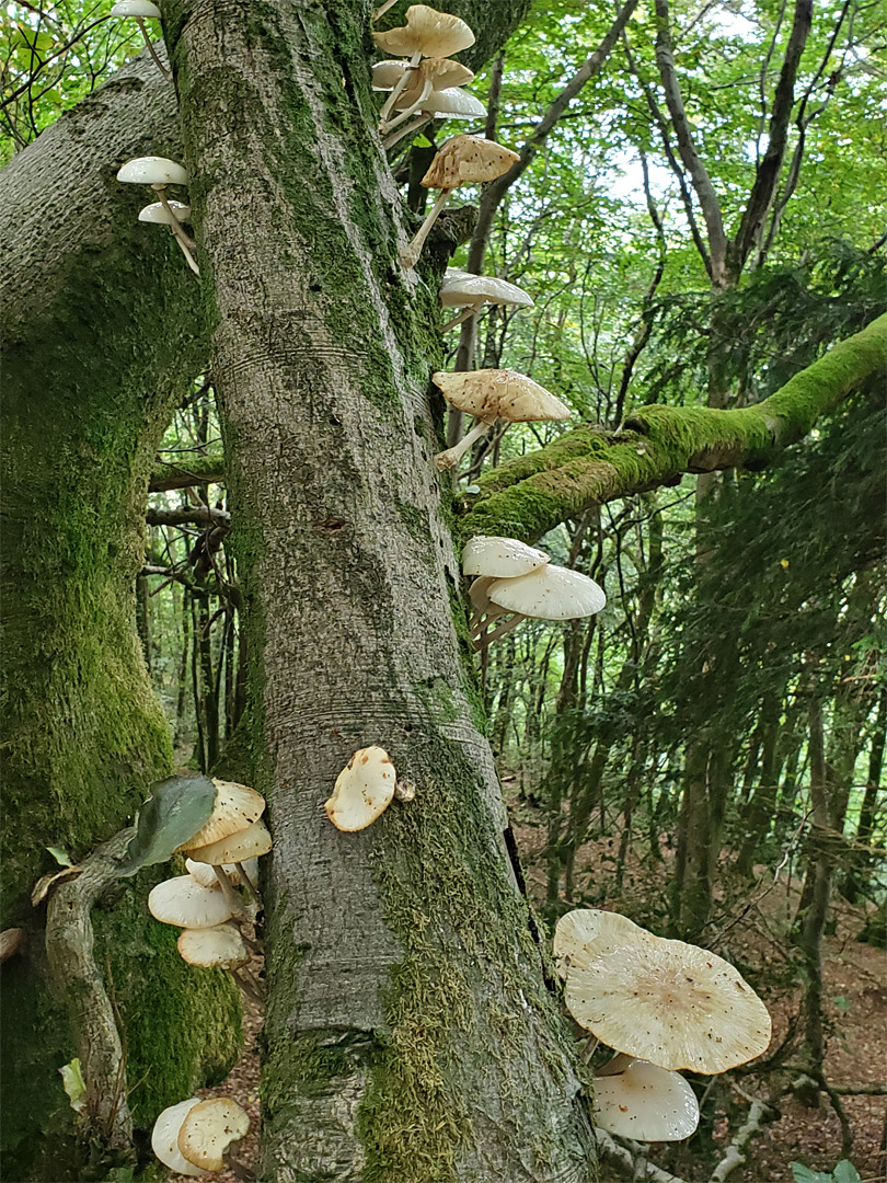 Porcelain mushrooms