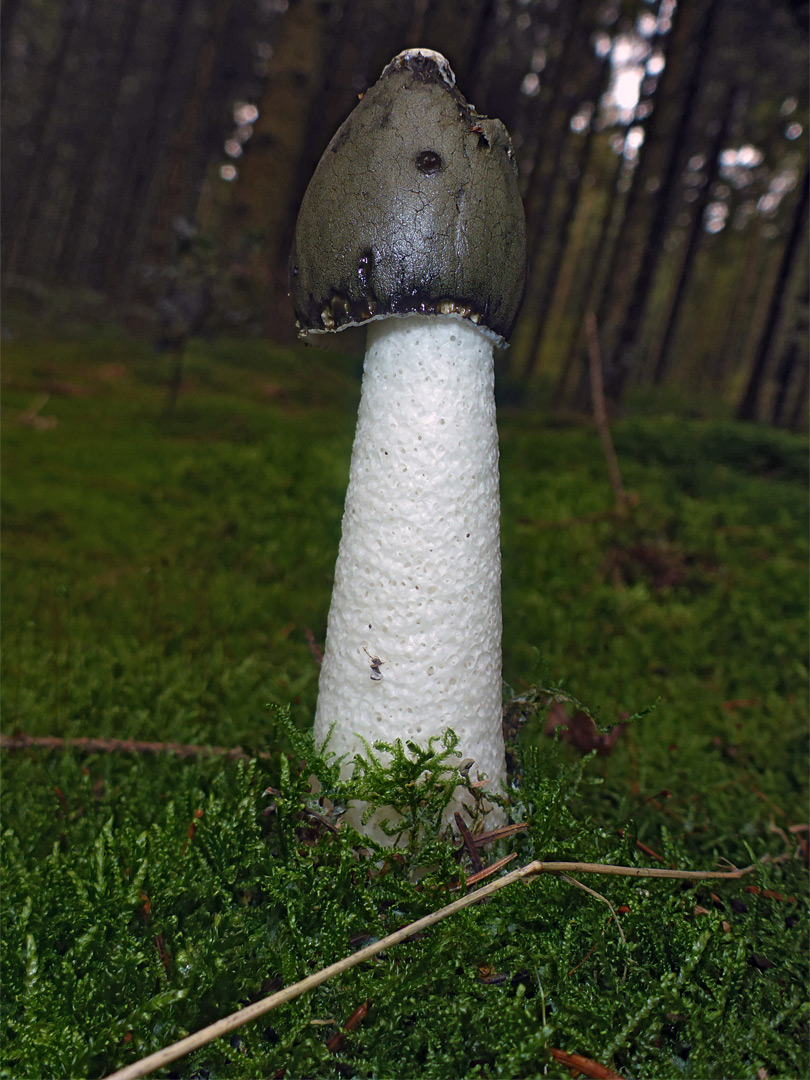 Common stinkhorn