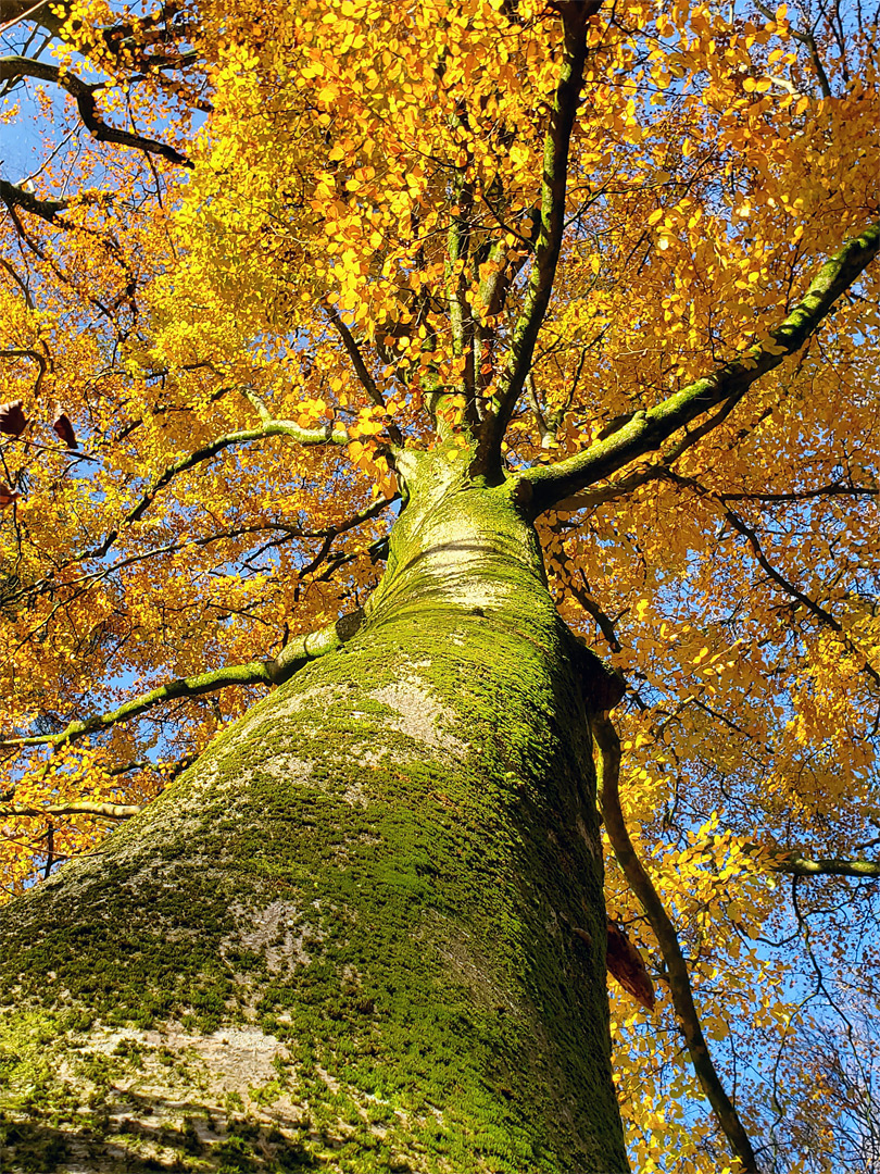 Mossy beech trunk