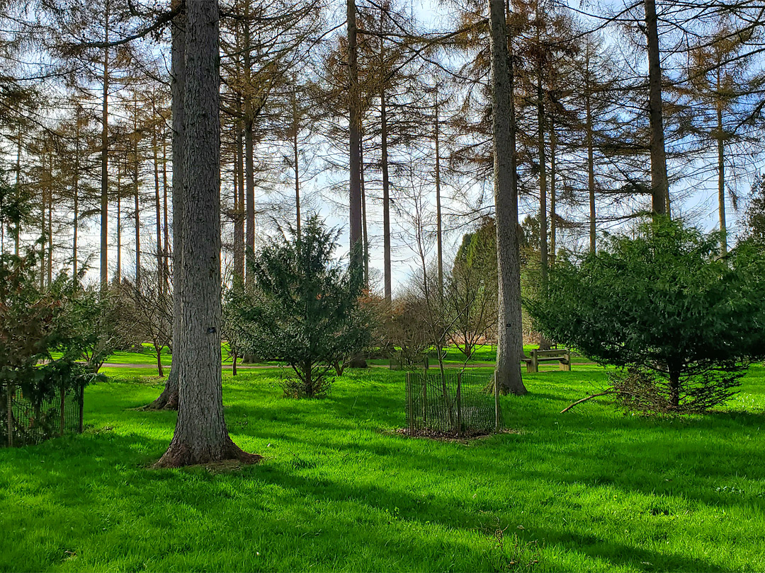 Grass and conifers