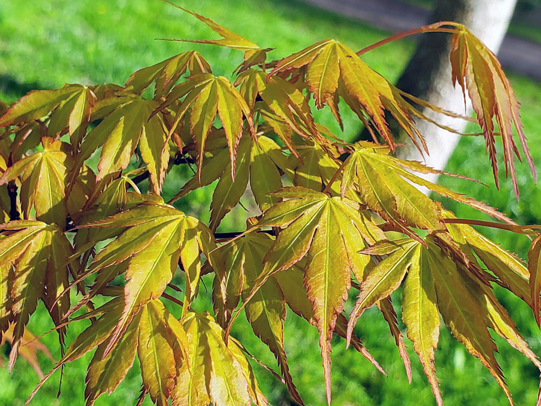 Green maple leaves