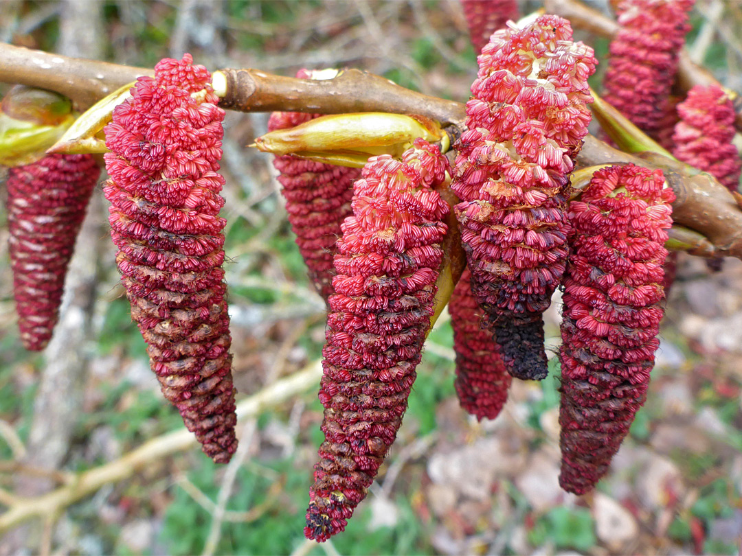 Hybrid poplar