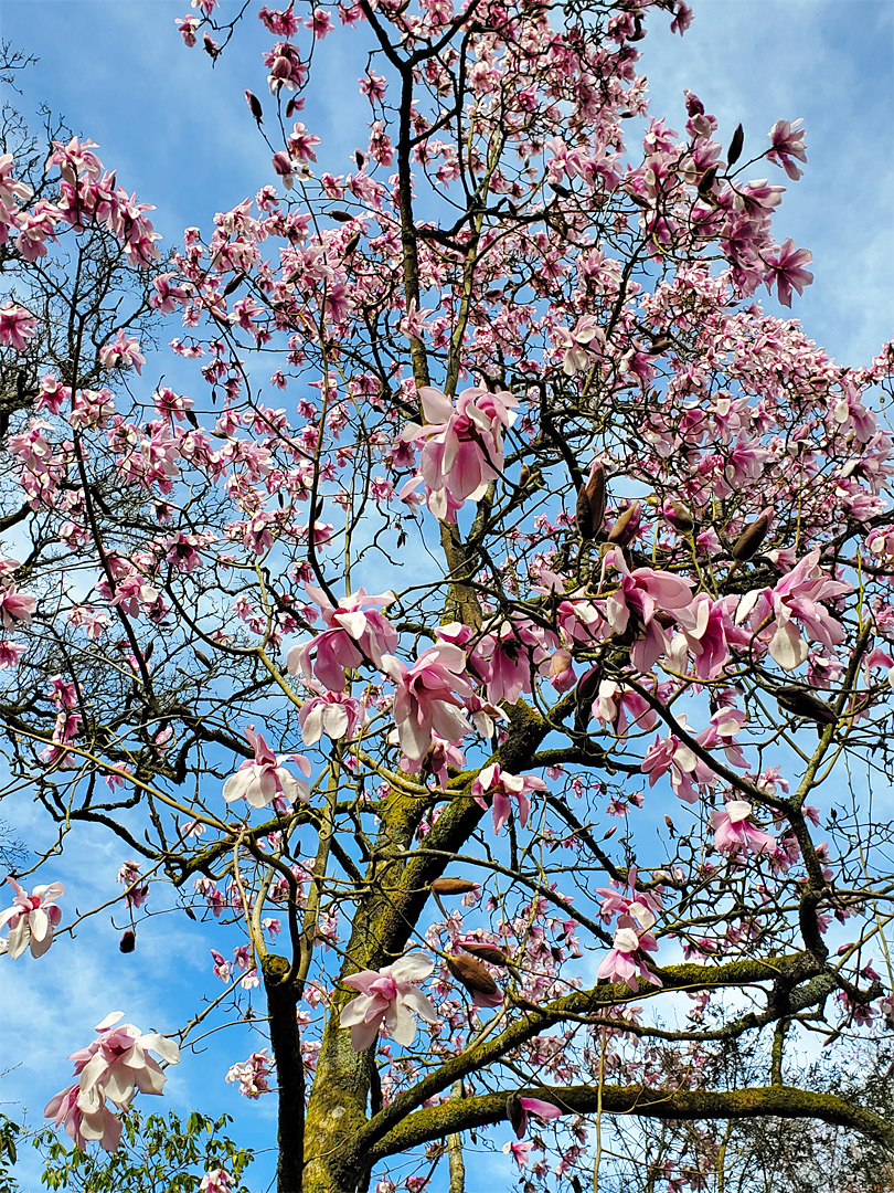 Magnolia blossom